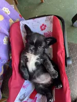 Ready Now! AKC-Tiana, a female French Bulldog for sale in Sierra Vista, AZ – 4 of 10