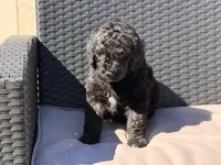 AKC MALE, a male Poodle - Standard  for sale in Sierra Vista, AZ – Photo 6 of 8