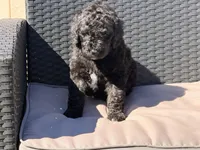 AKC MALE, a male Poodle - Standard  for sale in Sierra Vista, AZ – Photo 4 of 8