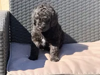 AKC MALE, a male Poodle - Standard  for sale in Sierra Vista, AZ – Photo 3 of 8