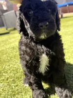 AKC MALE, a male Poodle - Standard  for sale in Sierra Vista, AZ – Photo 2 of 8