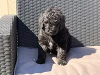 AKC MALE, a male Poodle - Standard  for sale in Sierra Vista, AZ – Photo 5 of 8