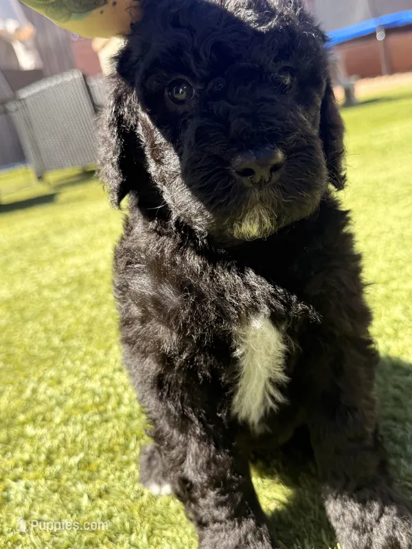AKC MALE, a male Poodle - Standard  for sale in Sierra Vista, AZ – Photo 1 of 8