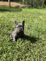 Frenchie puppy one , a female French Bulldog for sale in Lawrenceville, GA – 2 of 2