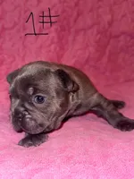 AKC puppy one , a female French Bulldog for sale in Lawrenceville, GA – 2 of 2