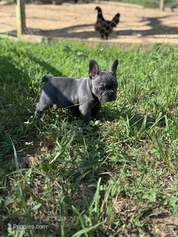 Frenchie puppy one  – French Bulldog puppy for sale in Lawrenceville, GA