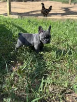 Frenchie puppy one , a female French Bulldog for sale in Lawrenceville, GA – 1 of 2