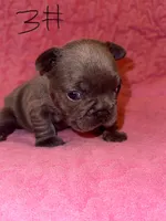 AKC frenchie puppy three, a female French Bulldog for sale in Lawrenceville, GA – 1 of 2
