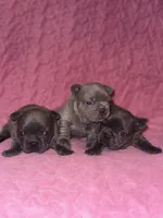Frenchie puppy three, a female French Bulldog for sale in Lawrenceville, GA – 3 of 3