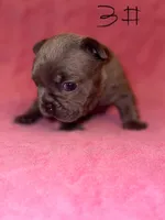 AKC frenchie puppy three, a female French Bulldog for sale in Lawrenceville, GA – 2 of 2