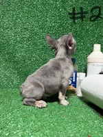 French Puppies , a male French Bulldog for sale in Lawrenceville, GA – Photo 4 of 9