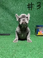 French Puppies , a male French Bulldog for sale in Lawrenceville, GA – Photo 7 of 9