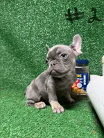 French Puppies , a male French Bulldog for sale in Lawrenceville, GA – Photo 3 of 9