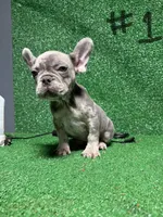 French puppies , a male French Bulldog for sale in Lawrenceville, GA – Photo 8 of 9