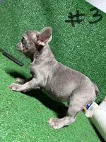 French puppies , a male French Bulldog for sale in Lawrenceville, GA – Photo 1 of 9