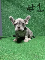 French puppies , a male French Bulldog for sale in Lawrenceville, GA – Photo 7 of 9