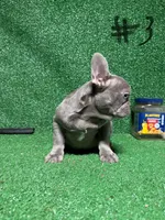 French puppies , a male French Bulldog for sale in Lawrenceville, GA – Photo 3 of 9