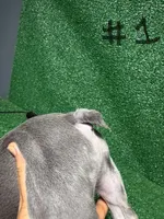 French puppies , a male French Bulldog for sale in Lawrenceville, GA – Photo 9 of 9