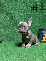French puppies , a male French Bulldog for sale in Lawrenceville, GA – Photo 4 of 9