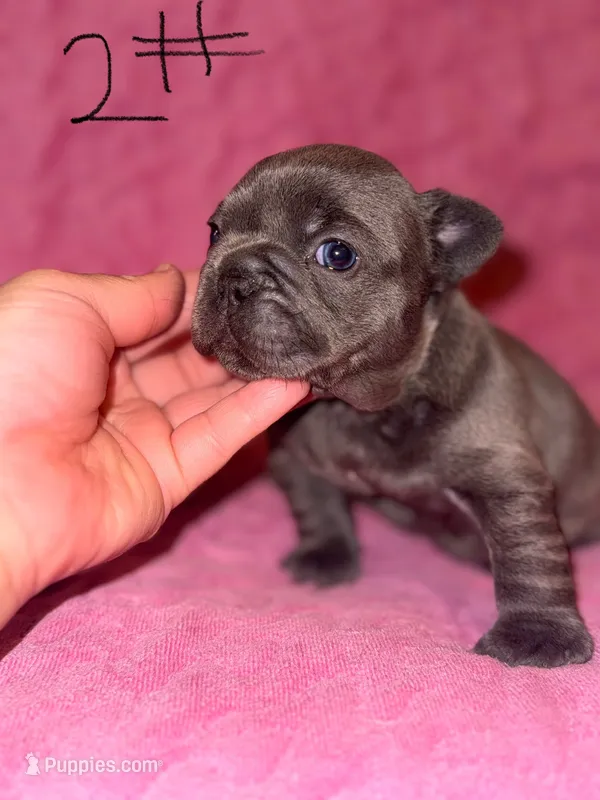 AKC Frenchie puppy two  – French Bulldog puppy for sale in Lawrenceville, GA