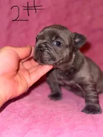 AKC Frenchie puppy two , a female French Bulldog for sale in Lawrenceville, GA – 1 of 1
