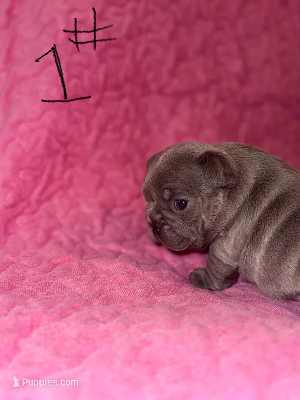 AKC puppy one  – French Bulldog puppy for sale in Lawrenceville, GA