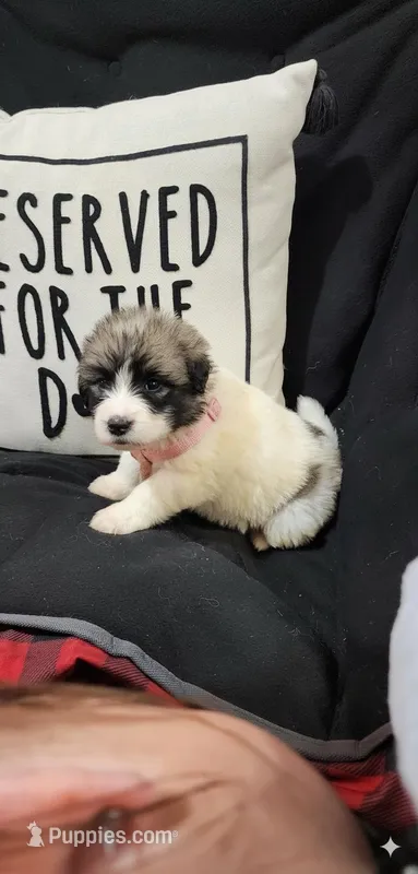 Light pink – Anatolian Shepherd Dog, Great Pyrenees puppy for sale in Lewis, IA