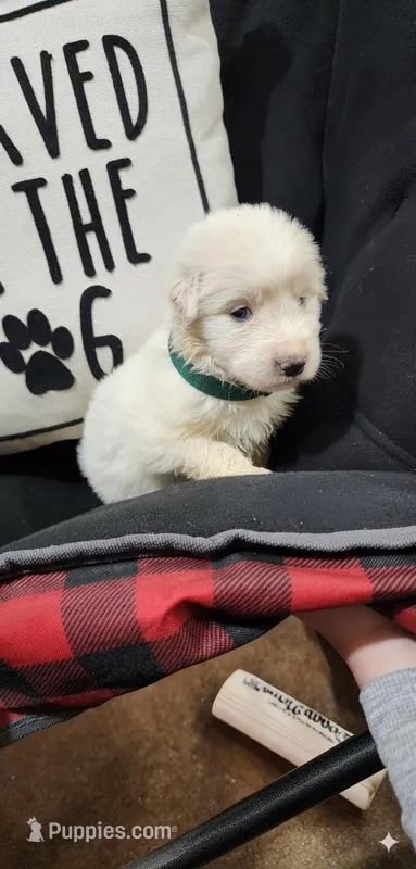 Dark Green – Anatolian Shepherd Dog, Great Pyrenees puppy for sale in Lewis, IA