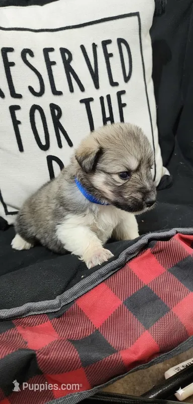 Blue – Anatolian Shepherd Dog, Great Pyrenees puppy for sale in Lewis, IA