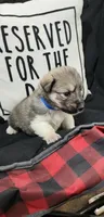 Blue, a male Anatolian Shepherd Dog and Great Pyrenees for sale in Lewis, IA – 1 of 1