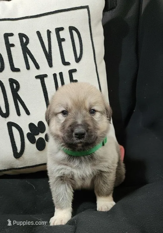 Green – Anatolian Shepherd Dog, Great Pyrenees puppy for sale in Lewis, IA