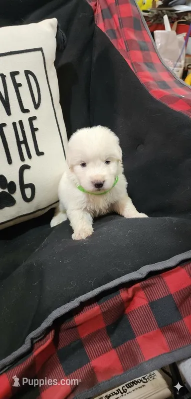 Lime Green – Anatolian Shepherd Dog, Great Pyrenees puppy for sale in Lewis, IA