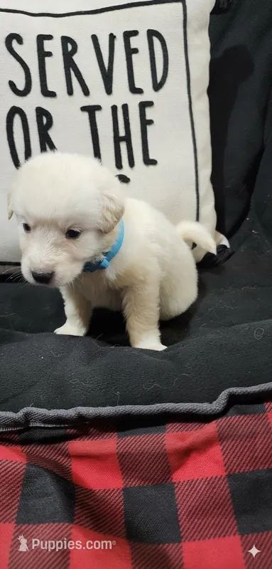 Light blue – Anatolian Shepherd Dog, Great Pyrenees puppy for sale in Lewis, IA