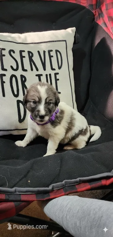 Purple  – Anatolian Shepherd Dog, Great Pyrenees puppy for sale in Lewis, IA