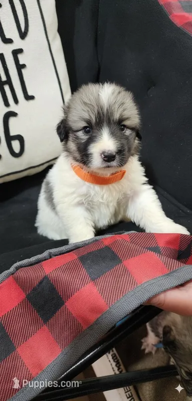 Orange – Anatolian Shepherd Dog, Great Pyrenees puppy for sale in Lewis, IA