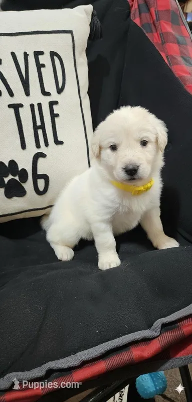 Yellow – Anatolian Shepherd Dog, Great Pyrenees puppy for sale in Lewis, IA
