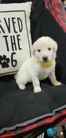 Yellow, a female Anatolian Shepherd Dog and Great Pyrenees for sale in Lewis, IA – 1 of 1