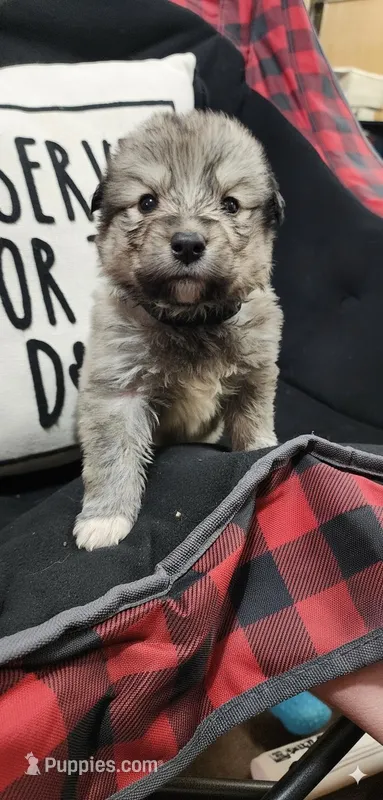 Black – Anatolian Shepherd Dog, Great Pyrenees puppy for sale in Lewis, IA
