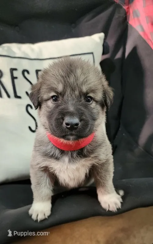 Red – Anatolian Shepherd Dog, Great Pyrenees puppy for sale in Lewis, IA