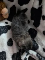 kumo, a male Pomeranian and Shih Tzu for sale in Holiday, FL – Photo 4 of 4