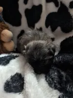 kumo, a male Pomeranian and Shih Tzu for sale in Holiday, FL – Photo 3 of 4