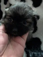 kumo, a male Pomeranian and Shih Tzu for sale in Holiday, FL – Photo 1 of 4