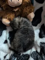 kumo, a male Pomeranian and Shih Tzu for sale in Holiday, FL – Photo 2 of 4