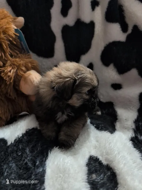 Blossum – Pomeranian, Shih Tzu puppy for sale in Holiday, FL