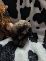 Blossum, a female Pomeranian and Shih Tzu for sale in Holiday, FL – Photo 1 of 4