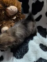 Blossum, a female Pomeranian and Shih Tzu for sale in Holiday, FL – Photo 3 of 4