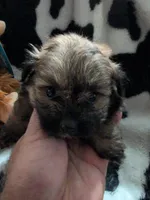 Blossum, a female Pomeranian and Shih Tzu for sale in Holiday, FL – Photo 4 of 4