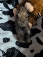 Blossum, a female Pomeranian and Shih Tzu for sale in Holiday, FL – Photo 2 of 4