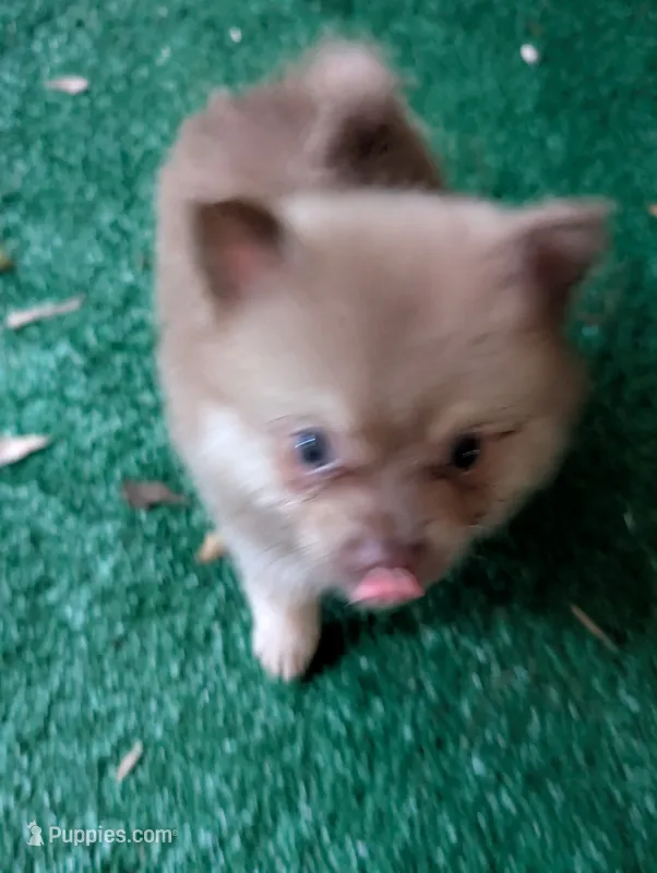 Dusty, a male Pomeranian for sale in Holiday, FL – 1 of 4