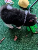 Piper, a female Pomeranian for sale in Holiday, FL – 7 of 9